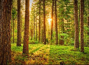 Beautiful Bright Countryside 675949